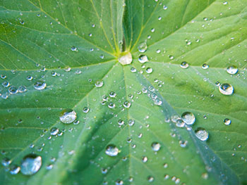 Wassertropfen auf Blatt