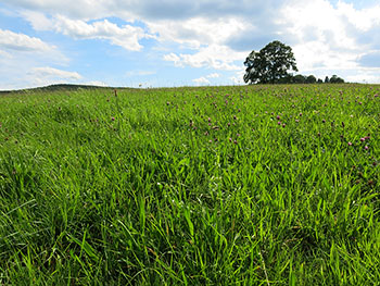 Landschaft im Oberbergischen Land