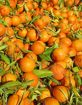 Orangen