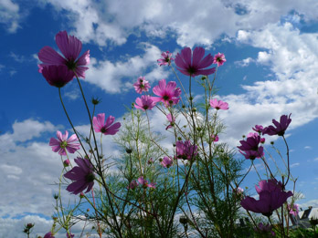 Blumen auf dem Balkon