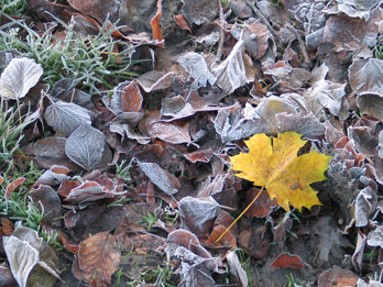 Der erste Frost, Blätter